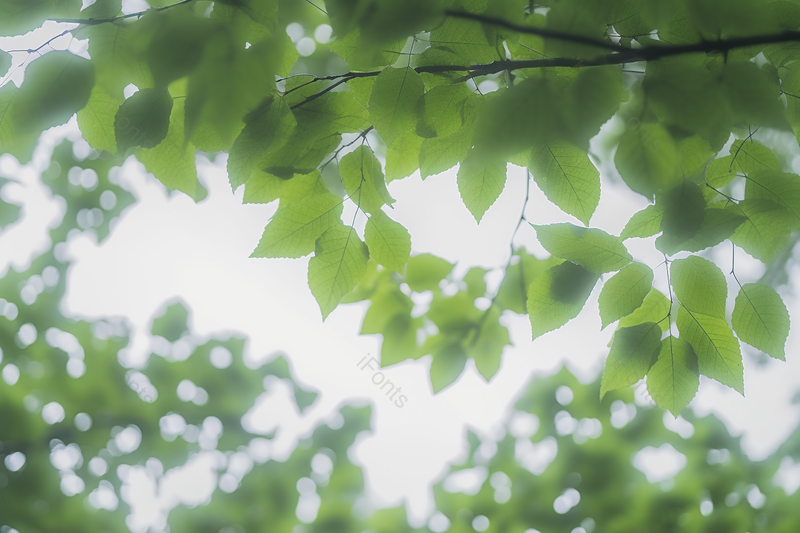 夏天夏季夏至时节户外的树枝绿叶清新景色,高清,摄影图,摄影图片,图片大全,摄影图免费下载